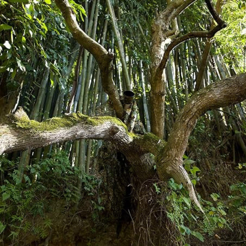An active bird watcher utilizing the GhillieLabs 3D Leafy Poncho to achieve complete upper-body shadow disruption on an old-growth tree branch.