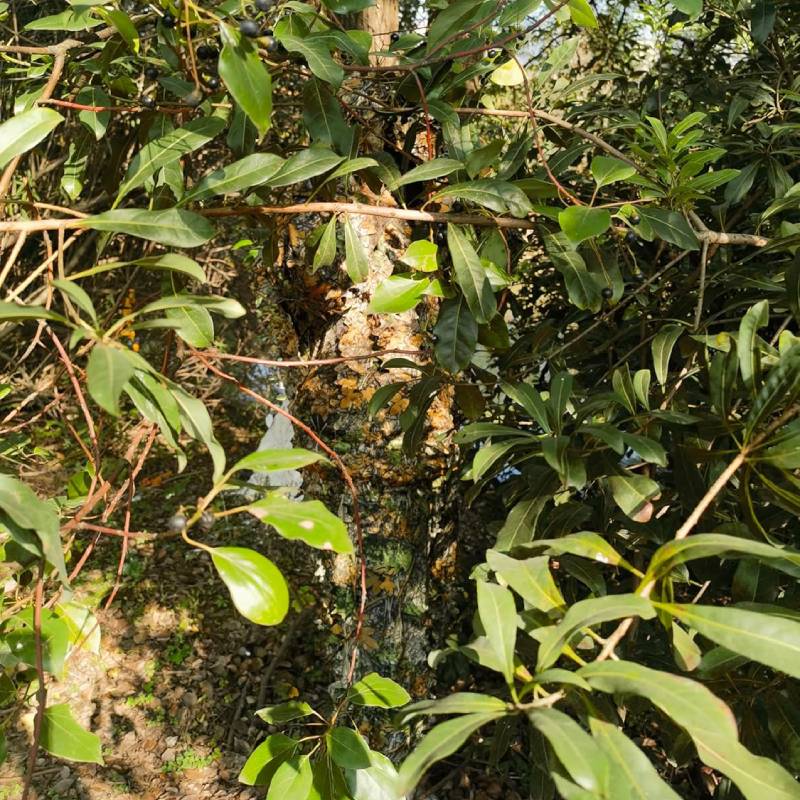 Absolute wilderness integration demonstrated by an observer blending completely into thick green tree foliage using the zero-snag 3D leafy camo suit.